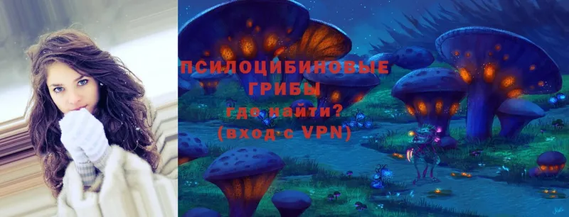 дарк нет Telegram  Гаджиево  Галлюциногенные грибы Psilocybine cubensis 